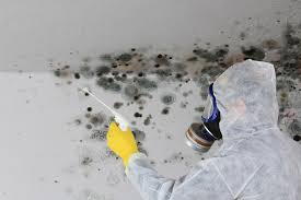 Best Environmental Consulting for Mold Prevention  in Discovery Bay, CA